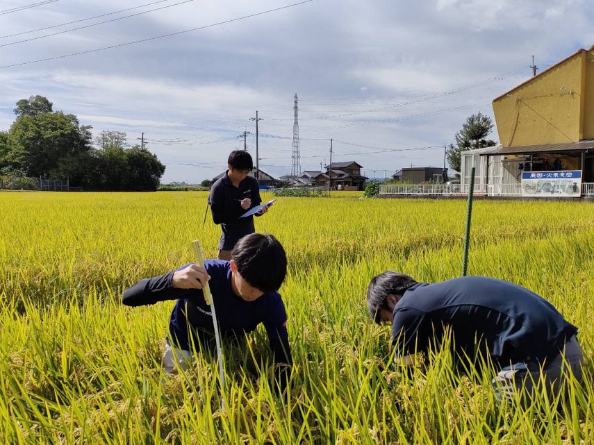 低コスト水稲用一発型肥料の実証試験 収量調査1